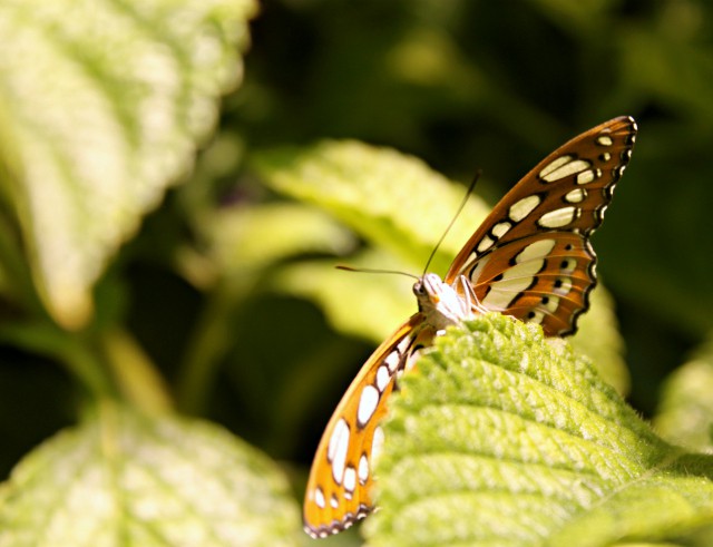 About Butterflies - Smithsonian Gardens