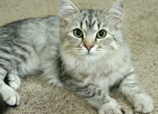 Luna the Siberian - white and gray/silver Siberian kitten. Read more: glamorable.com | via @glamorable