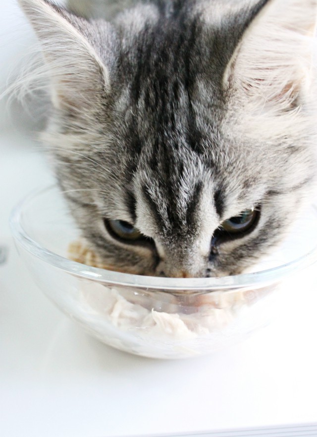 Luna's Musings on Purina Muse Natural Grain Free Cat Food. Read more at >> www.glamorable.com | via @glamorable #MyCatMyMuse [ad] #cbias