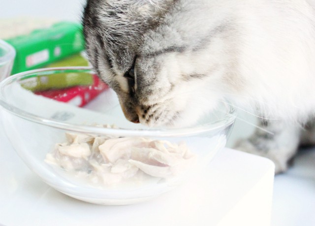 Luna's Musings on Purina Muse Natural Grain Free Cat Food. Read more at >> www.glamorable.com | via @glamorable #MyCatMyMuse [ad] #cbias