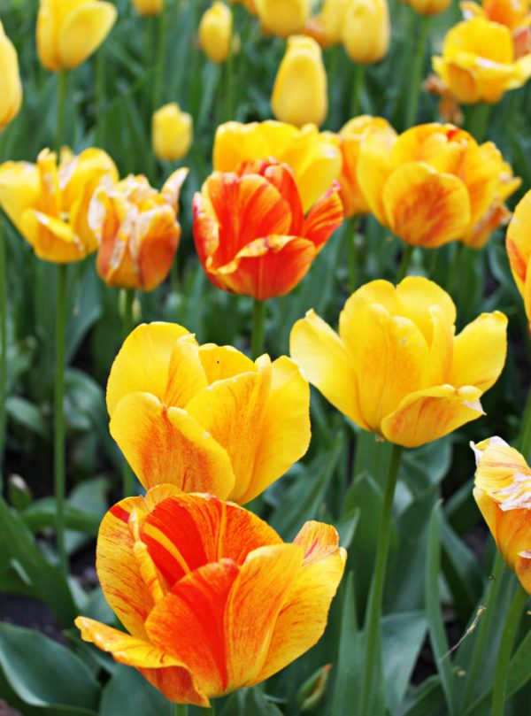 Holland, MI Tulip Time Festival Photo Diary Glamorable