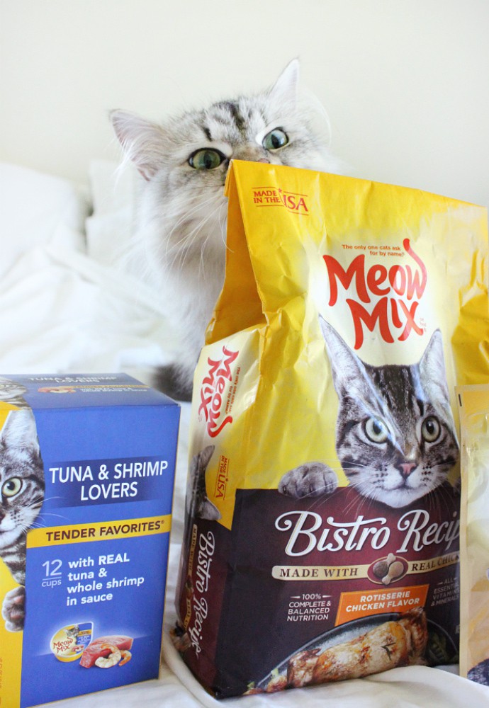 How to bond with your cat ft. Meow Mix cat food and treats