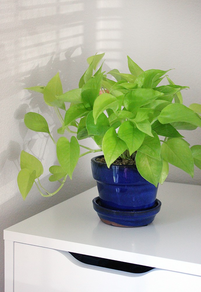 The Plant Club July 2020 Unboxing & Review - Pothos Neon - Epipremnum aureum - devil's ivy - care instructions, pet safe, how much water