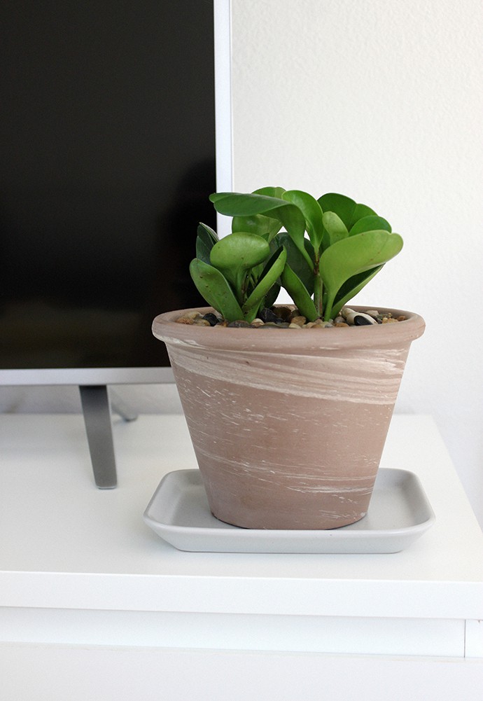 The Plant Club August 2020 unboxing & review - Baby Rubber Plant Peperomia obtusifolia
