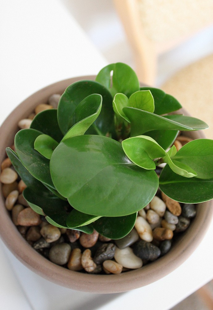 The Plant Club August 2020 unboxing & review - Baby Rubber Plant Peperomia obtusifolia