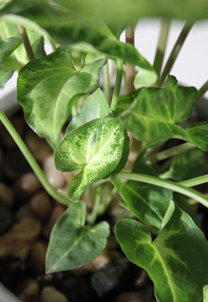 The Plant Club November 2020 Unboxing & Review - Syngonium podophyllum